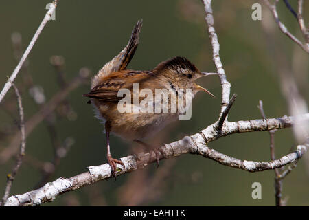 Marsh Wren (Cistothorus Palustris) singen thront auf einem Ast am Buttertubs Marsh, Nanaimo, Vancouver, BC, Kanada im April Stockfoto