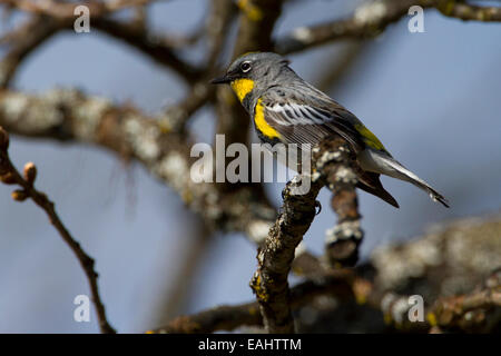 Gelb-Psephotus Warbler (Setophaga Coronata) Audobon männlich thront im Baum am Buttertubs Marsh, Nanaimo, Vancouver, BC im April Stockfoto