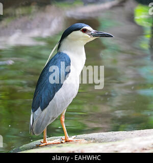 Schöne blau-weiße Vogel, schwarz gekrönt-Nachtreiher (Nycticorax Nycticorax), stehend auf dem Felsen Stockfoto