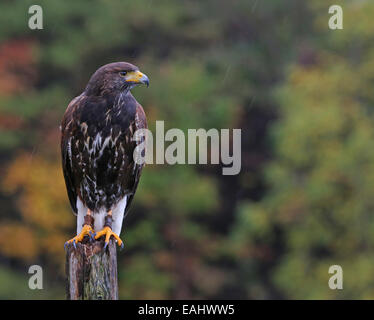 Harris Hawk Stockfoto