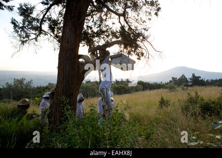 Die Methode der Top-Bar Imkerei erlernen Kenianer.  Baum des Lebens Imkerei lehrt diese Methode der Bienenzucht in ganz Ostafrika Stockfoto