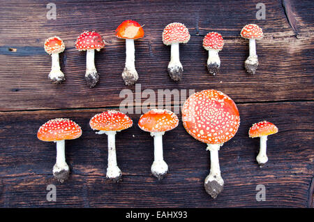 gefährliche Pilze Fliegenpilz Arbeitsgruppe auf hölzernen Hintergrund Stockfoto