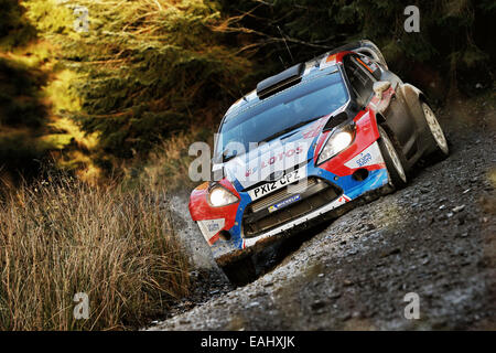 Clocaenog, Wales. 15. November 2014. FIA World Rally Championship, Wales Rallye GB. Robert Kubica (POL) - SZPA (POL) - Ford Fiesta WRC Credit: Aktion Plus Sport/Alamy Live-Nachrichten Stockfoto