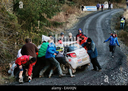 Clocaenog, Wales. 15. November 2014. FIA World Rally Championship, Wales Rallye GB. Haapamaki - Salminen schieben Sie abseits der Straße in einen Unfall und benötigen die Menge um sie aus dem Graben Credit schieben: Action Plus Sport/Alamy Live News Stockfoto