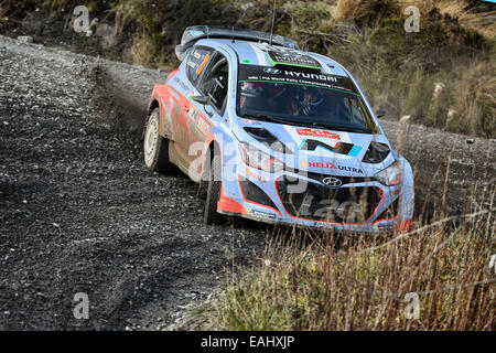 Clocaenog, Wales. 15. November 2014. FIA World Rally Championship, Wales Rallye GB. Hayden Paddon (NZ)-Kennard (NZ) Hyundai I20 WRC Credit: Action Plus Sport/Alamy Live News Stockfoto