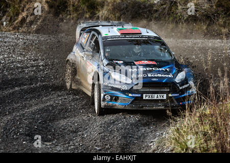 Clocaenog, Wales. 15. November 2014. FIA World Rally Championship, Wales Rallye GB. Elfyn Evans (GB) - Daniel Barrit (GB) - Ford Fiesta WRC Credit: Aktion Plus Sport/Alamy Live-Nachrichten Stockfoto