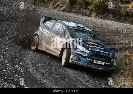 Clocaenog, Wales. 15. November 2014. FIA World Rally Championship, Wales Rallye GB. Mikko Hirvonen (FIN) / Jarmo Lehtinen (FIN)-Ford Fiesta WRC Credit: Action Plus Sport/Alamy Live News Stockfoto