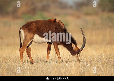 Weibliche Rappenantilope (Hippotragus Niger), Südafrika Stockfoto