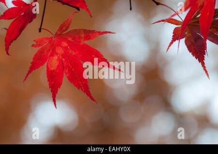 Rotes Laub im Herbst auf eine koreanische Ahorn (Acer Pseudosieboldianum). Stockfoto