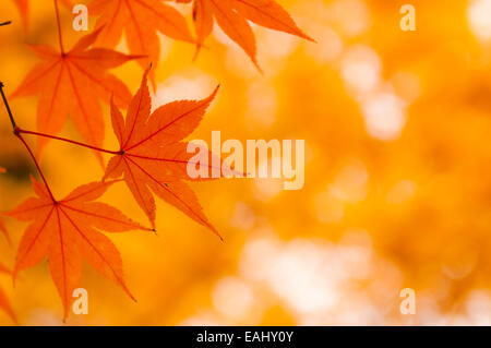 Goldene Blätter auf einem koreanischen Ahorn (Acer Pseudosieboldianum) im Herbst. Stockfoto