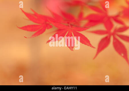 Rotes Laub auf einen koreanischen Ahorn (Acer Pseudosieboldianum) im Herbst, sehr geringe Schärfentiefe. Stockfoto