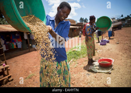 Frauen Worfeln Gerste Korn, die lokal in Bukwo District, Uganda, Ostafrika angebaut wird. Stockfoto