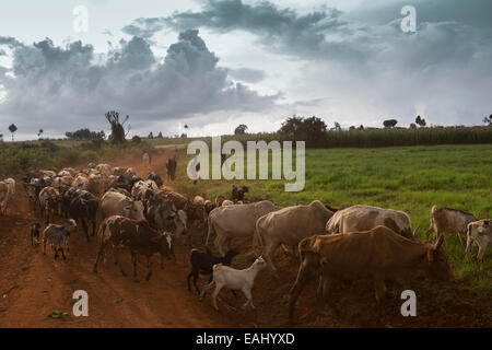 Jungen Herde Vieh in abgelegenen Bukwo District, Uganda, Ostafrika. Stockfoto