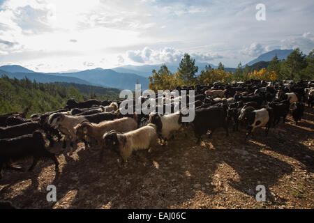 Die Ziegen Herde des Hirten Yoruk Refik Ogan durchqueren ein Waldstück auf den Weg in Richtung der anatolischen Mittelmeerküste während der saisonalen Migration zu den unteren Schürfwunden auf Hügeln. © Piero Castellano/Pacific Press/Alamy Live-Nachrichten Stockfoto