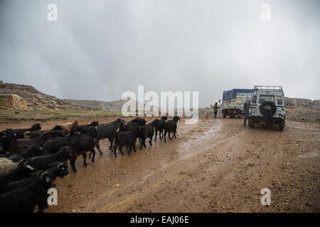 Die Ziegen Herde von Yoruk Hirte Refik Ogan cross Mountain Pass zwischen dem Taurus-Gebirge und der anatolischen Mittelmeerküste während der saisonalen Migration zu den unteren Schürfwunden auf Hügeln. © Piero Castellano/Pacific Press/Alamy Live-Nachrichten Stockfoto