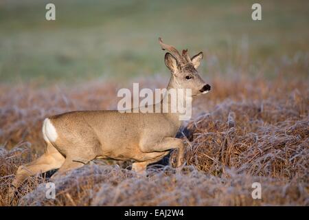 Buck Hirsche auf der Flucht an einem frostigen Morgen Stockfoto