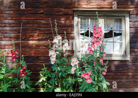 Rosa Stockrosen wachsen vor der alten Fenster, Freiluftmuseum Skansen, Stockholm, Schweden Stockfoto