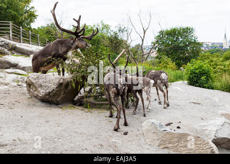 Rentier Fütterung in Skansen Open Air Museum und Zoo, Djurgarden, Stockholm, Schweden Stockfoto