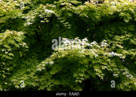 Acer Palmatum orange Dream lindgrün gelbe Laub Blätter Laubbaum Bäume japanischer Ahorn Ahorne RM Floral Stockfoto