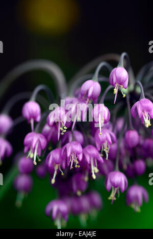 Allium Cernuum lila Blume Blumen Blüte nickend Zwiebeln Dame Lauch Birnen Pink wilde Zwiebel Wild RM Floral Stockfoto
