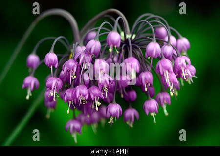 Allium Cernuum lila Blume Blumen Blüte nickend Zwiebeln Dame Lauch Birnen Pink wilde Zwiebel Wild RM Floral Stockfoto