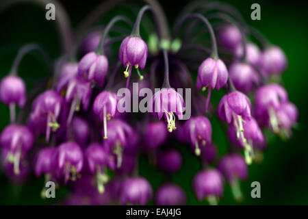 Allium Cernuum lila Blume Blumen Blüte nickend Zwiebeln Dame Lauch Birnen Pink wilde Zwiebel Wild RM Floral Stockfoto