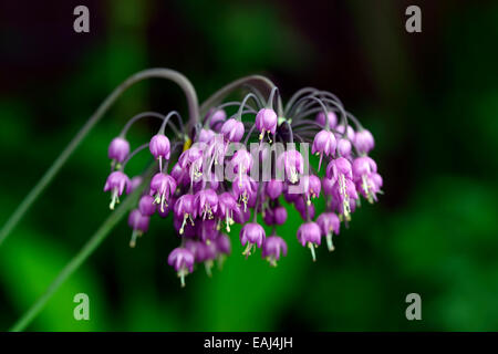 Allium Cernuum lila Blume Blumen Blüte nickend Zwiebeln Dame Lauch Birnen Pink wilde Zwiebel Wild RM Floral Stockfoto