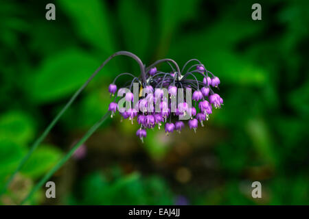 Allium Cernuum lila Blume Blumen Blüte nickend Zwiebeln Dame Lauch Birnen Pink wilde Zwiebel Wild RM Floral Stockfoto