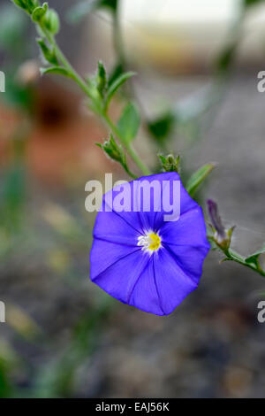 Convolvulus Sabatius Boden Prunkwinde blaue Blume single ein RM-Floral Stockfoto