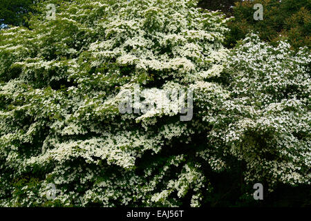 Cornus Kousa Milky Way Hartriegel Bäume Kousa Var Chinensis Agm Pflanzenportraits Sommer weiße Blumen Blüte Blüten RM Floral Stockfoto
