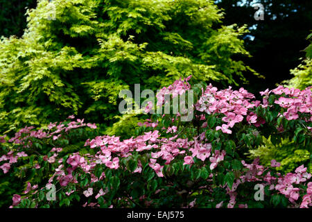 Cornus Kousa Miss Satomi Acer Palmatum orange Dream verlässt Laub Blumen Laubbäume gelb rot Kontrast RM Floral Stockfoto