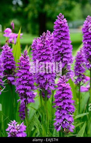 Dactylorhiza X braunii lila Blume Blumen grüne Laub Blätter Pflanzen