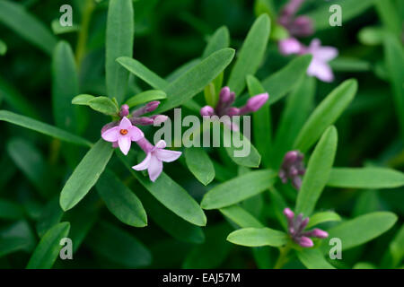 Daphne X transatlantica ewige Duft Syn Daphne Blafra Daphnes Sommer rosa blühende Sträucher duftenden duftenden Blüten Stockfoto