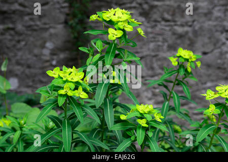 Euphorbia Excalibur Froeup Wolfsmilch Milkweeds gelbe Blumen lime grün Laub Blätter Pflanze Porträts Stauden RM Floral Stockfoto