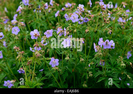 Geranium Pratense Frau Kendall Clark Blau Blume Blumen Blüte mehrjährige Stauden RM Floral Stockfoto