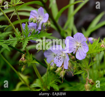 Geranium Pratense Frau Kendall Clark blauen Storchschnabel Blume Blumen Blüte mehrjährige Pflanze RM Floral Stockfoto