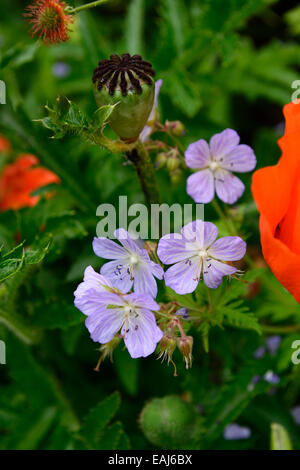 Geranium Pratense Frau Kendall Clark blauen Storchschnabel Blume Blumen Blüte mehrjährige Pflanze RM Floral Stockfoto