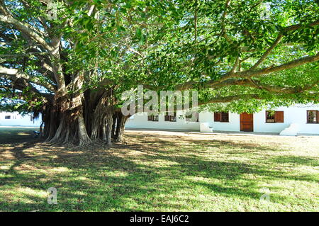 Großen Feigenbaum außerhalb Unterkunft in De Hoop, Ramsar-Feuchtgebiet in der Nähe von Bredasdorp, Western Cape, Südafrika. Stockfoto