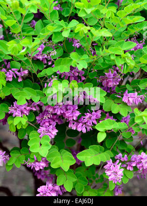 Indigofera Kirilowii chinesischen Indigo Kirilow rosa Blumen blühenden Strauch Sträucher Glyzinien-wie Cluster RM Floral Stockfoto