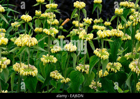 Jerusalem Salbei Phlomis Fruticosa gelbe Blumen blühen blühende Pflanze mehrjährig architektonische Struktur Garten Gartenarbeit Stockfoto