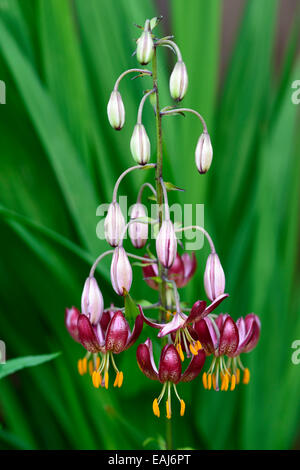 Lilium Martagon russischen Morgen rote Lilie Lilien Türke Türken Kappe Blume Blüte Blumen Porträt selektiven Fokus RM Floral Stockfoto