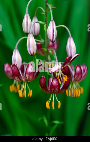 Lilium Martagon russischen Morgen rote Lilie Lilien Türke Türken Kappe Blume Blüte Blumen Porträt selektiven Fokus RM Floral Stockfoto