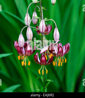 Lilium Martagon russischen Morgen rote Lilie Lilien Türke Türken Kappe Blume Blüte Blumen Porträt selektiven Fokus RM Floral Stockfoto