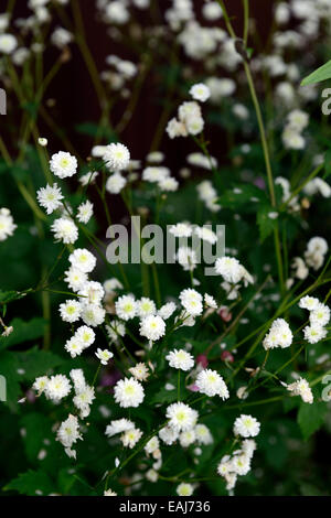 Ranunculus Aconitifolius Flore Pleno gefüllte weiße Blüten Blumen Blüte Hahnenfuß Butterblumen Gartenpflanze fair Mägde Pompons Stockfoto