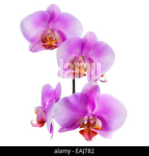 Blüht schön Zweig der lila Orchidee auf weißem Hintergrund, Closeup isoliert ist Stockfoto