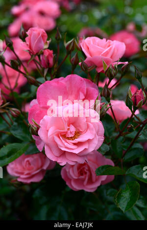 Rosa Anna Livia Kormetter rose Blume rosa Edelrosen blühen Blumen duftenden duftenden RM-Floral Stockfoto