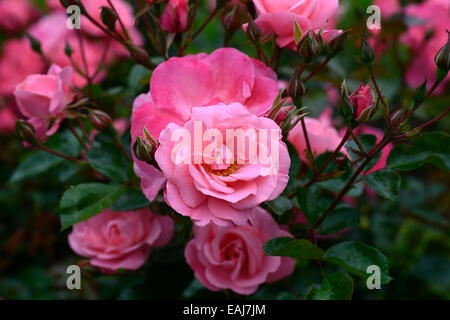 Rosa Anna Livia Kormetter rose Blume rosa Edelrosen blühen Blumen duftenden duftenden RM-Floral Stockfoto