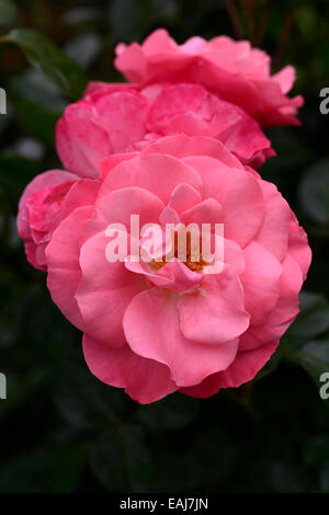 Rosa Anna Livia Kormetter rose Blume rosa Edelrosen blühen Blumen duftenden duftenden RM-Floral Stockfoto