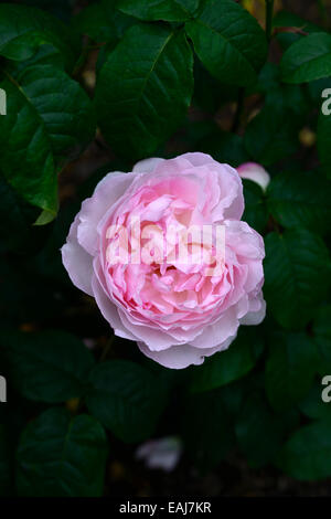 Rosa Erbe Ausblush rose Blume Rosa blühenden Blumen duftenden duftenden Kletterer Klettern Strauch Sträucher RM Floral Stockfoto