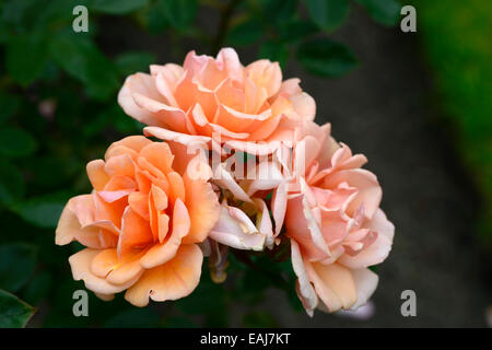 Rosa Honeywood Fryfixit rose Blume Aprikose blühende Blumen duftenden duftende Edelrosen Strauch Sträucher RM Floral Stockfoto